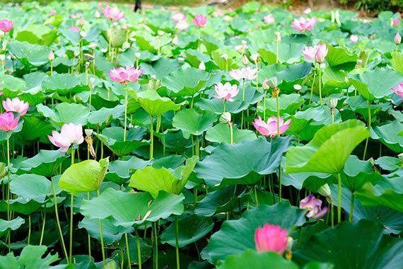 ภาพชุมชนหนองบัว วิลเลจ