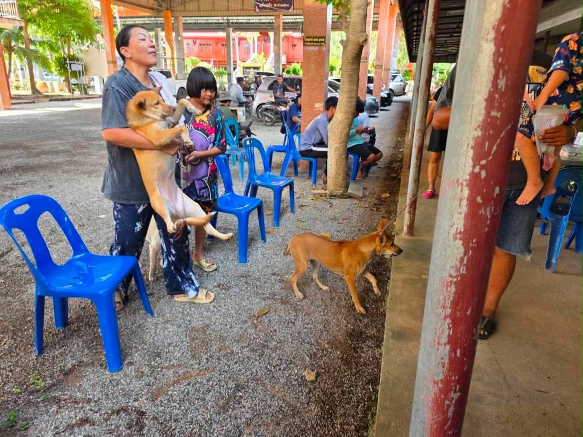 บริการทำหมันสุนัขฟรี และฉีดวัคซีนพิษสุนัขบ้าฟรี ภาพที่ 5