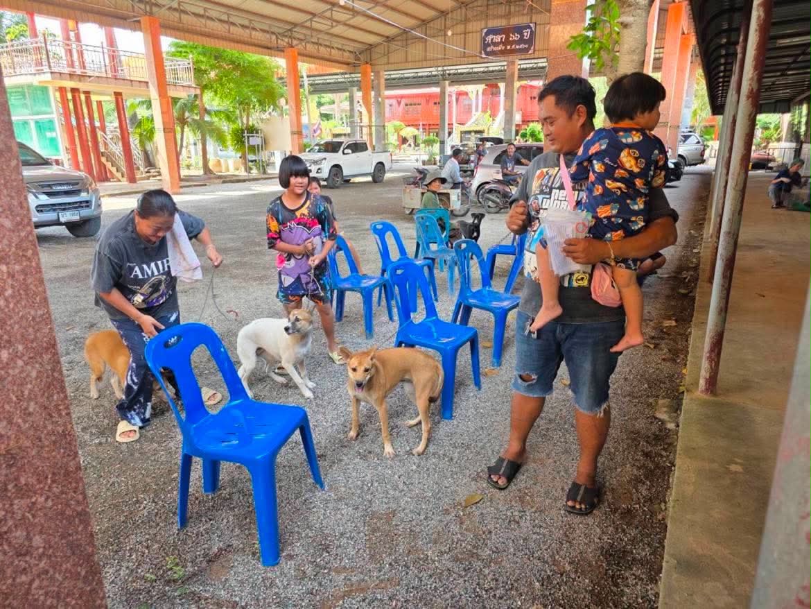 บริการทำหมันสุนัขฟรี และฉีดวัคซีนพิษสุนัขบ้าฟรี ภาพที่ 2